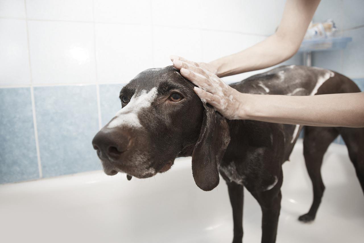 Un chien à poil court au bain